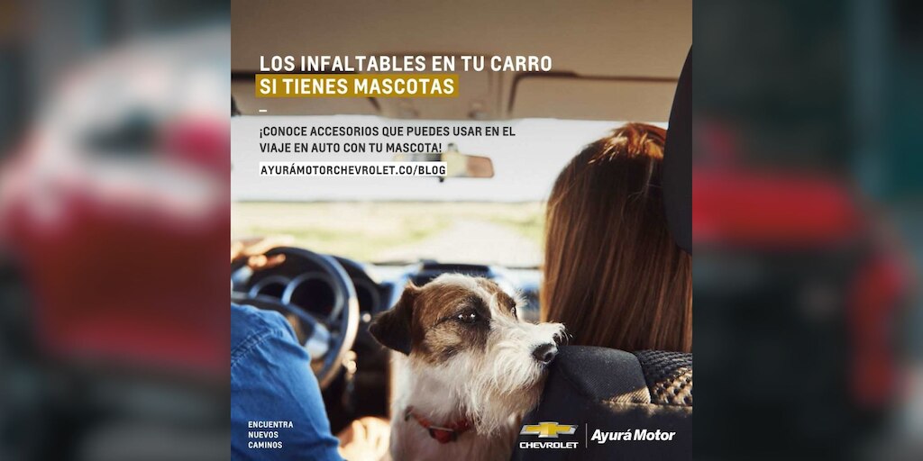 mujer conduciendo con su perro