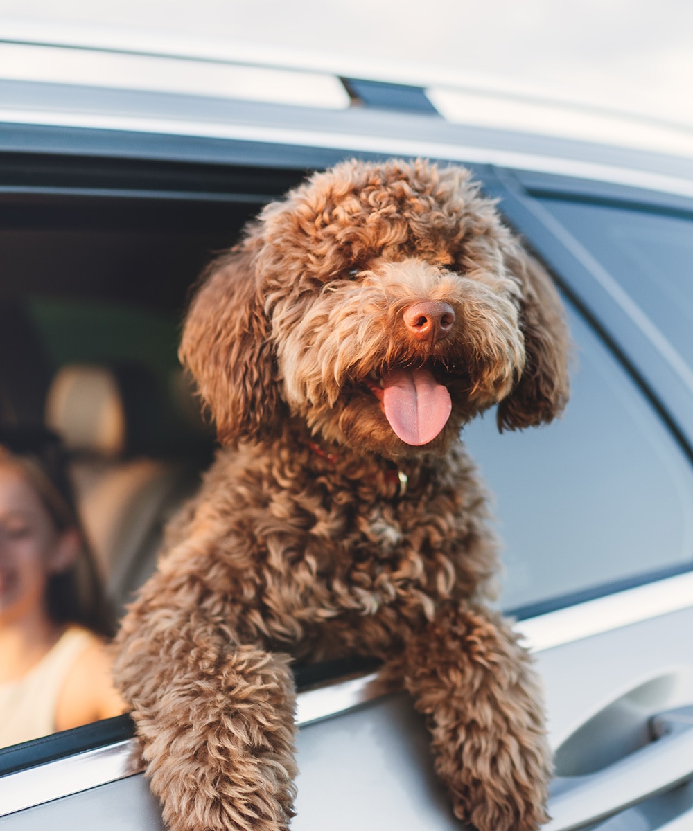 Perro marrón disfrutando de un paseo en coche